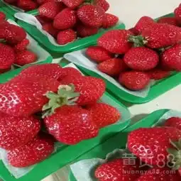 头条贵港枥乙女草莓苗种植技术免费包教包会