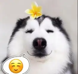 汪星人表情包

