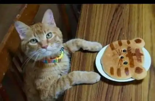 主人给橘猫做了猫造型蛋糕,而它却很不高兴头上的土什么意思
