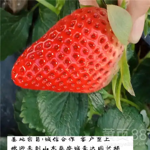 红宝草莓苗,便宜的京桃香草莓苗