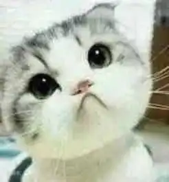 求这只萌猫的其他一张套图表情
