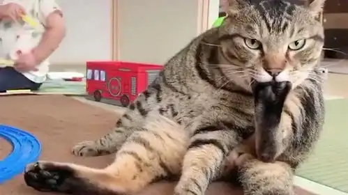 全神贯注的吸脚丫的猫咪,用最威严的表情,做着最萌萌哒的动作
