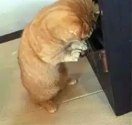 世界上存在着猫持续感兴趣,不会厌倦的玩具吗
