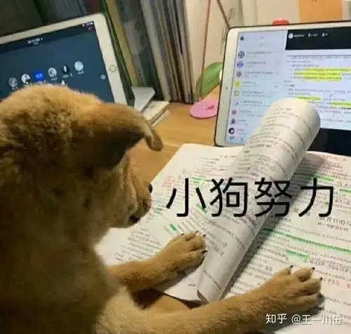 宠物表情包出处头像
