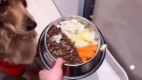 给金毛做的营养餐,出锅后看看狗狗欣喜的表情
