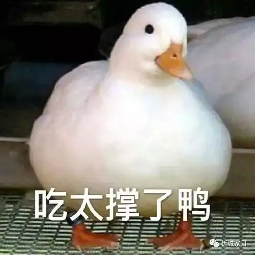 今天,你劏鸭了吗听说这是今天忻城人拔鸭毛的方法,看到最后一个,绝了的传说