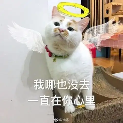 猫界表情包楼楼因病去世,它变成小天使回喵星了
