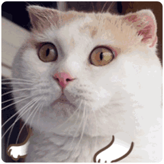 一大波小猫咪表情包萌萌哒动态图
