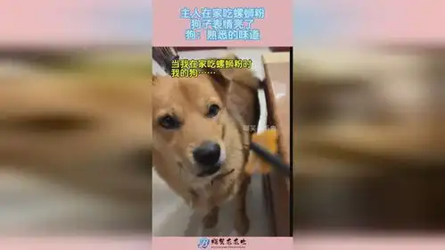 主人在家吃螺蛳粉,狗子表情亮了,狗熟悉的味道

