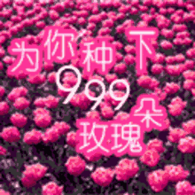 长辈专用最俗表情包,哈哈哈喜欢吗
