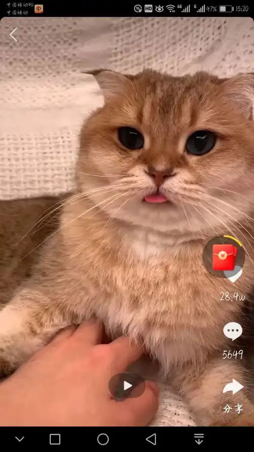 抖音,快手上温啊喵的河套是什么猫
