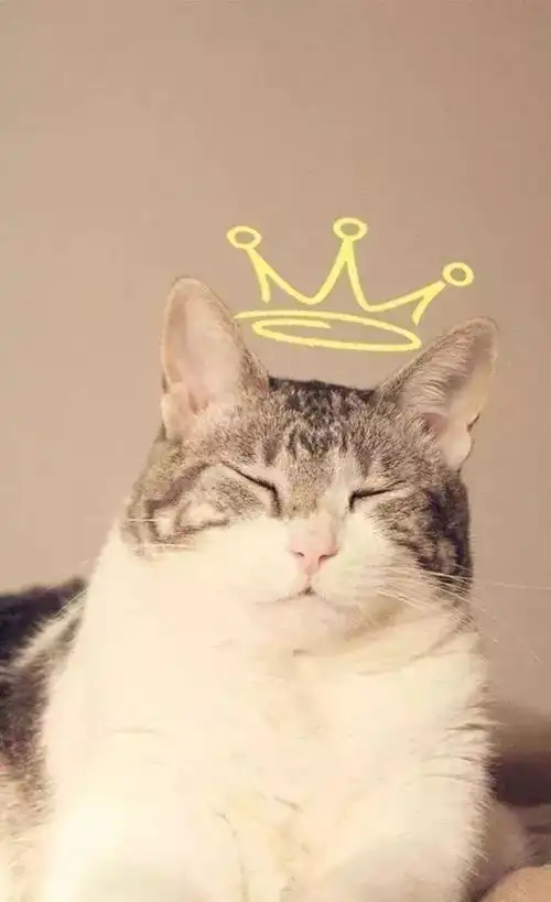 不要盲目跟风养猫,猫有3个明显缺点,很多人都无法接受
