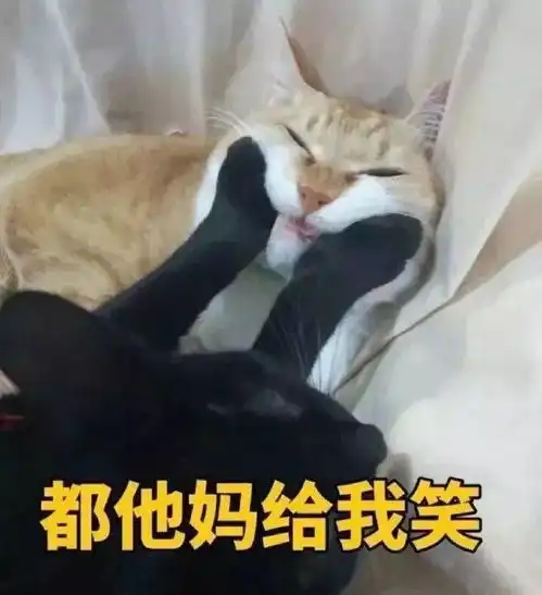 猫咪表情包接下来你是不是要凶我了
