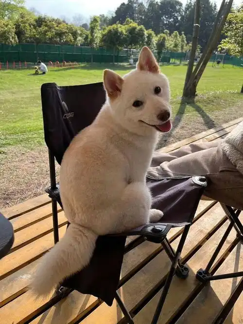 搞笑图片柴犬像猫不是没有道理的,不回头还以为是只猫
