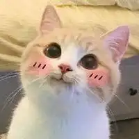 网红bobi猫表情包微信头像图片大全
