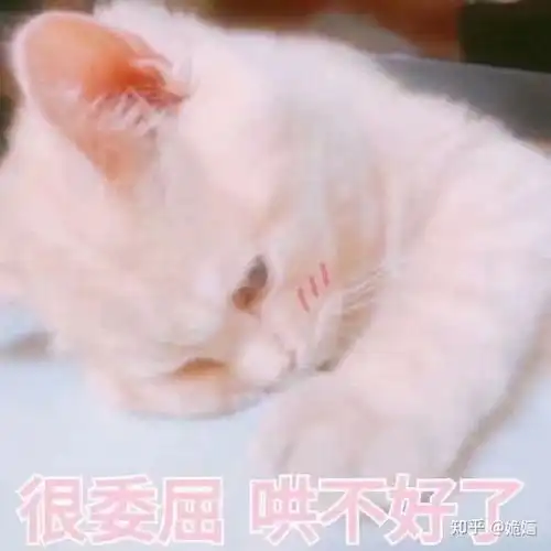 你有哪些关于猫狗的表情包
