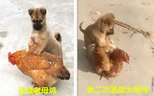 小土狗征服老母鸡后,这次它去找鸭子干架却被按在地上摩擦,笑哭
