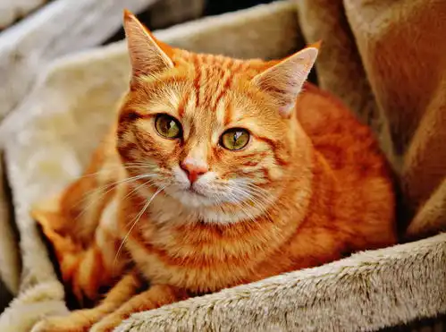猫咪也要刷牙牙结石牙菌斑猫咪也会得,快来看看吧
