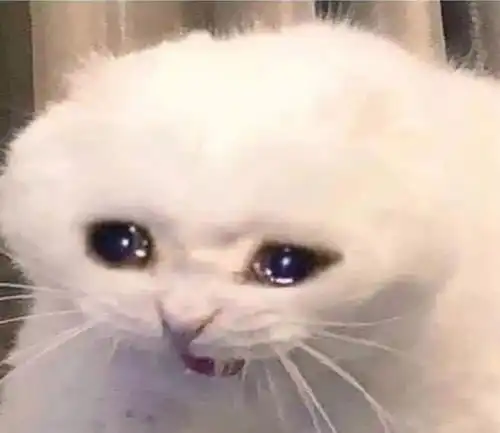 小猫咪真的会哭吗
