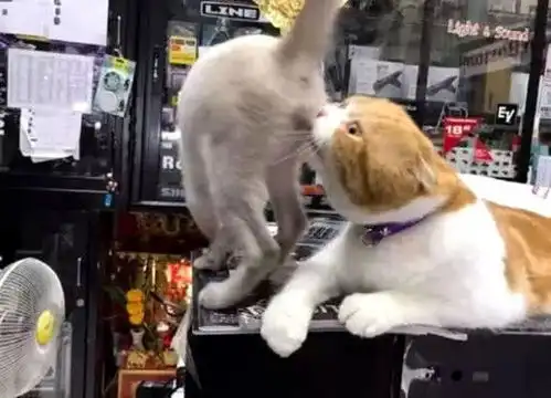 橘猫睡觉被同伴打扰,忍无可忍准备起身揍,结果出岔子瞬间尴尬了

