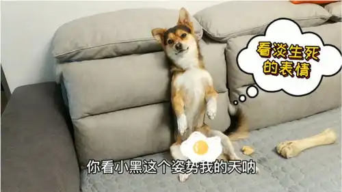 狗狗外出不听话被揍,回到家又被罚站,一副看淡生死的表情萌翻了
