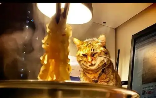 主人每吃一口面条,猫咪都变个表情看着,猫本噬元兽要放大招了
