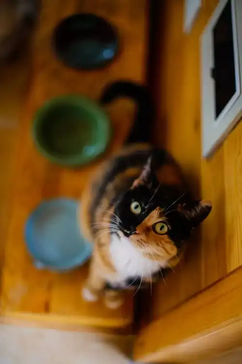 我可是个有上进心的小猫咪
