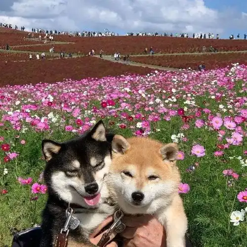 潮图表情包柴犬狗狗的快乐时光