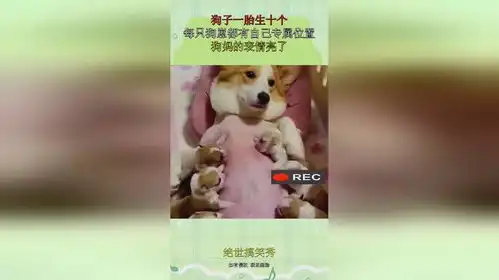 狗子一胎生十个,每只狗崽都有自己专属位置,狗妈的表情亮了
