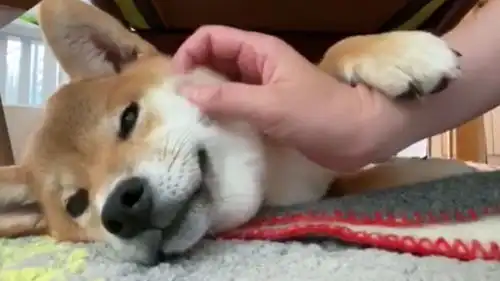 柴犬面无表情让主人摸它,狗你撸吧,反正我只是个废柴了
