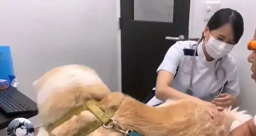 秋田犬去医院打针,中途换成男医生后,狗子的表情变了
