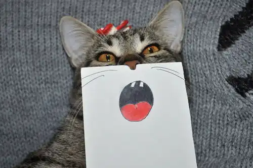 爱宠,猫猫的醉人表情
