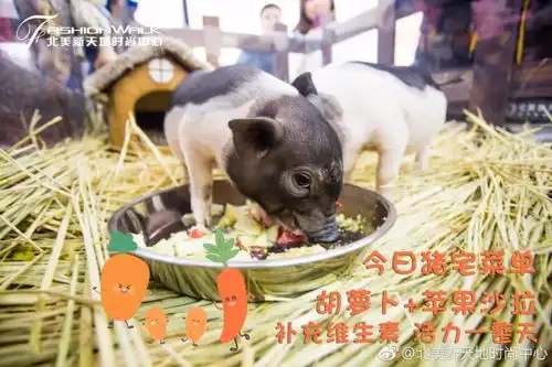 网红小猪每月开销近9000元,网友大呼猪狗不如
