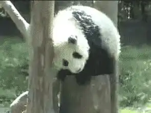 兔狲和熊猫杠上了,网友吵什么吵,都是猫嘛
