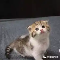 一口吞猫咪表情包