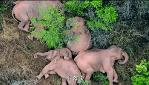 世界大象日云南作家创作童谣小象宝将在央视首发
