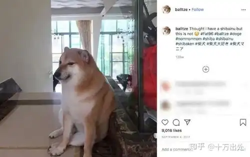b站弹幕谢谢你狗子原型出自哪里
