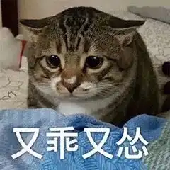 又乖又怂猫咪猫咪表情