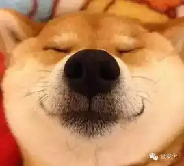 秋田柴犬,傻傻分不清全面解读两者区别
