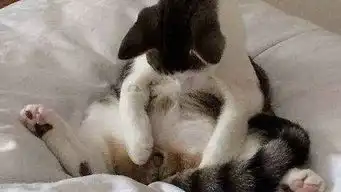 疯狂猫咪暴打狗狗标清土豆视频
