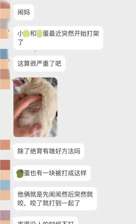 公猫发情后,把主人咬伤到路都走不了
