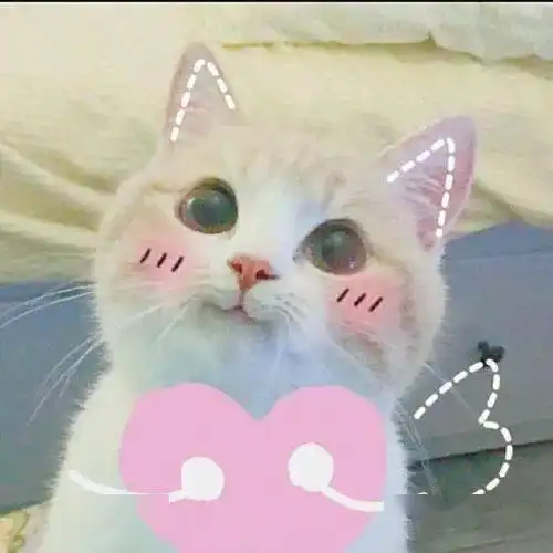 可爱小猫表情包
