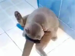 猫咪醒来发现自己被绝育了,猫咪的表情亮了,用小鱼干都哄不回来
