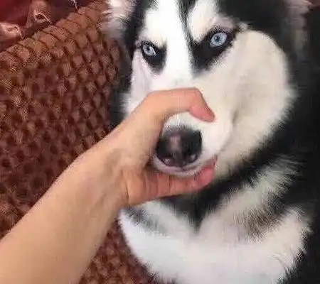 狗名有哪些讲究了解这些狗名禁忌,可以免除不少尴尬
