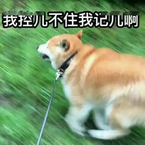 狗狗也闹离家出走它表示铲屎的让我伤心了
