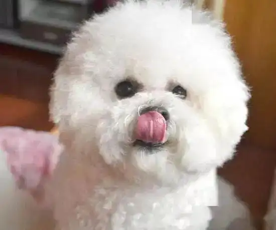 比熊犬在家里经常出现这些举动,说明它在寻求关注