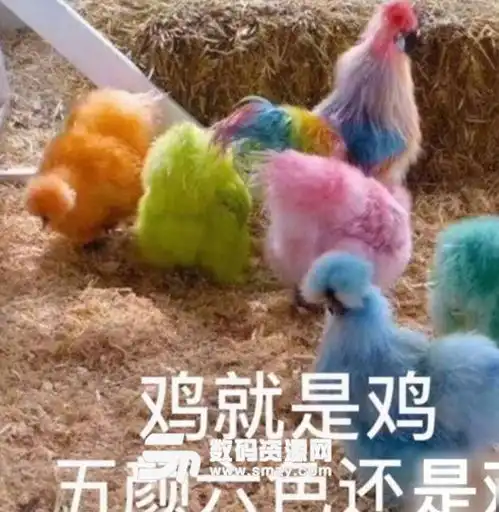 鸡就是鸡五颜六色还是鸡微信表情包下载搞笑表情包无水印版
