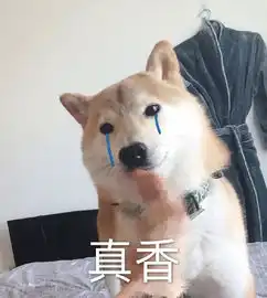 表情包一只叫做芋圆的魔性柴犬
