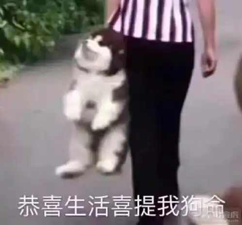 虎说扒叨世界大战再起摇摆不止bp
