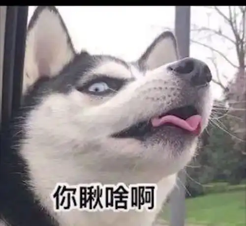 捕捉到几只肥主子,铲屎官确认过眼神是我想养的主子
